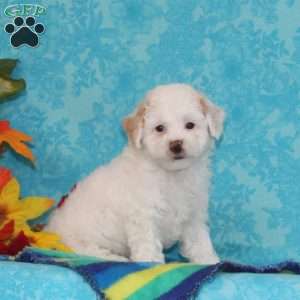 Diamond, Shih-Poo Puppy